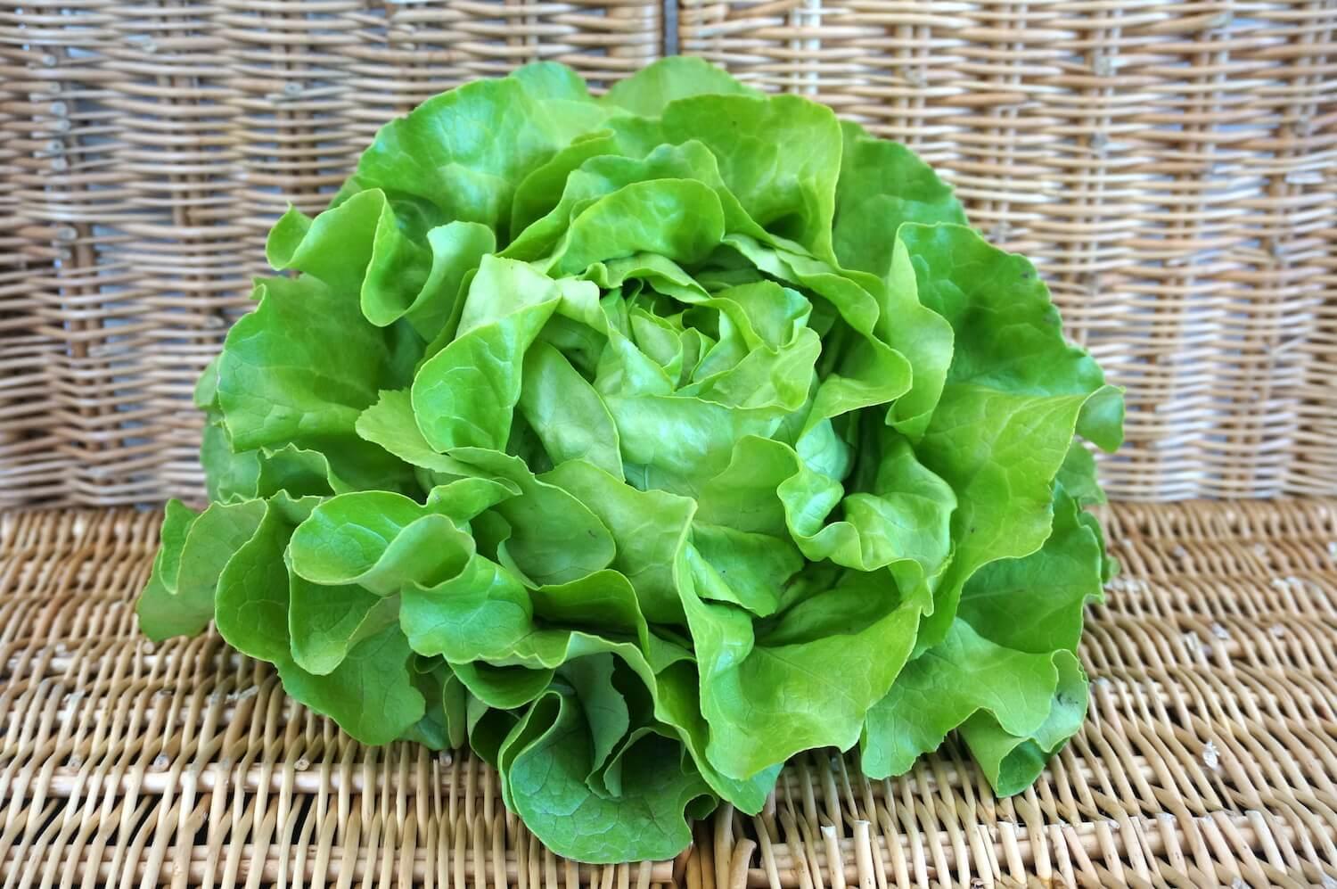 Salat grün - ein Stück